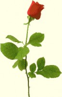roza